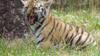 Tiger cub calling for it's mom Resimi