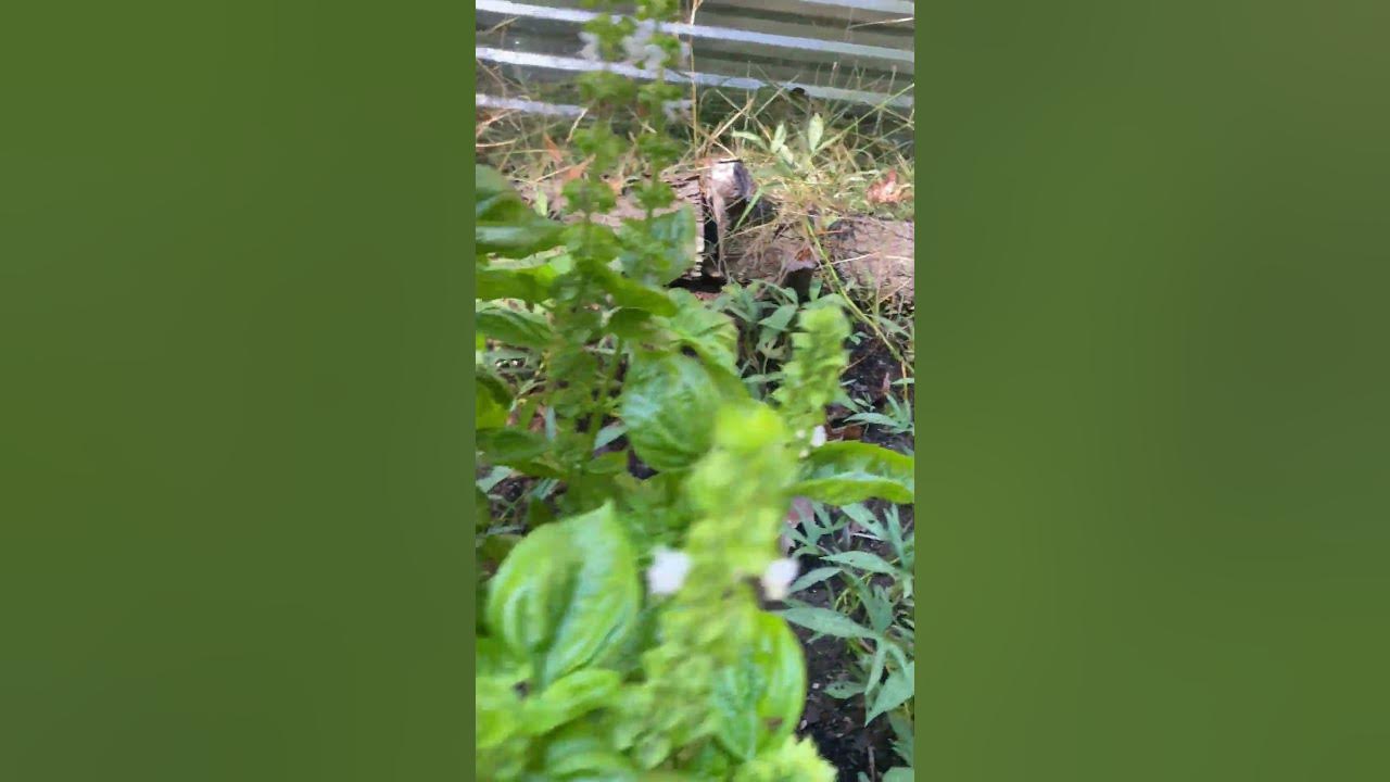 Basil Leaves Can’t Stop Groundhog. Myth Busted. - YouTube
