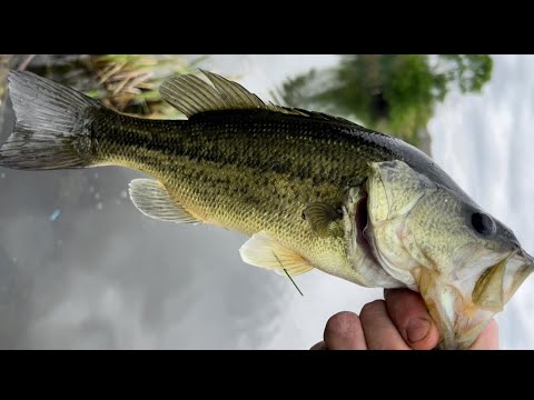 Great day bass fishing! Tight lines 4 min straight!!! Quick upload