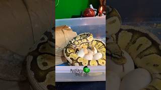 I’m working on updates and finding hatchlings homes! Enjoy this classic! #molinarosnakelab #shorts Profile