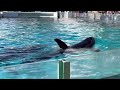 2023.1.1 鴨川シーワールド シャチ リラックスタイム