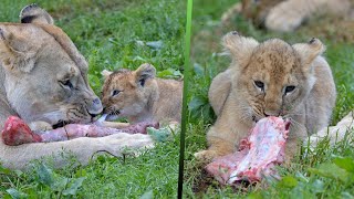 Lion cubs eating meat with their mother