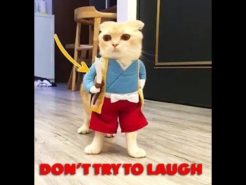 best-funny-cute-cats-&-kittens-2017---funny-cats-fails,vines-with-meowing-video-compilation