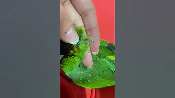 Попугай чешется и сыпется перхоть! Что с моим попугаем? Линька у попугая аратинга