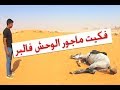 فكيت حصاني بالبر هل تتوقع بيرجع ؟ الوحش ماجور I relased my horse in the desert