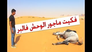 فكيت حصاني بالبر هل تتوقع بيرجع ؟ الوحش ماجور I relased my horse in the desert