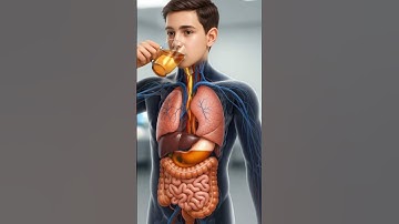 Inside the Human Body Science in  3D Human Digestive System #3danimation  #science  #shorts