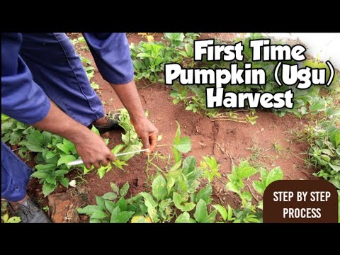 Video: Nigerian Fluted Pumpkins: Aflați despre culturile fluted Pumpkins