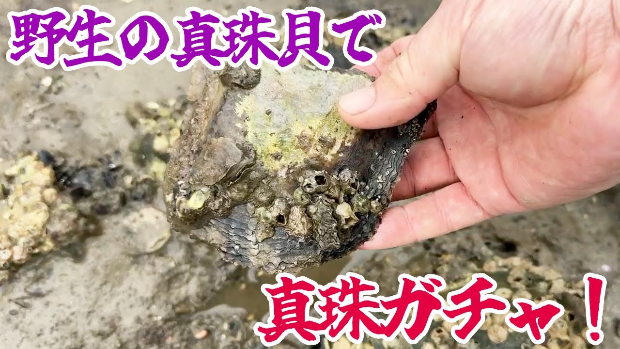 野生の真珠貝で真珠ガチャ！出ても出なくても結局食う！ - YouTube