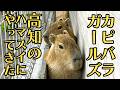 愛の親善大使「カピバラガールズ」が高知・ハマスイに来た！
