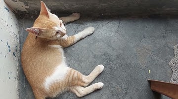 Micky & Tune #catlovers #ourcat #catvideos #nature #sky #viralvideo #cats #cutty 