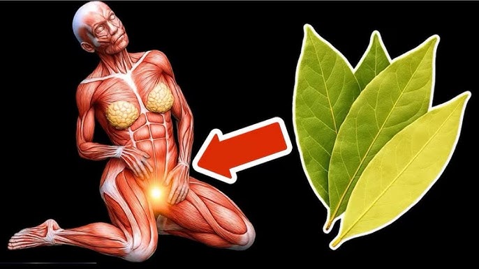 Сорылған әйел жыныс еріндері