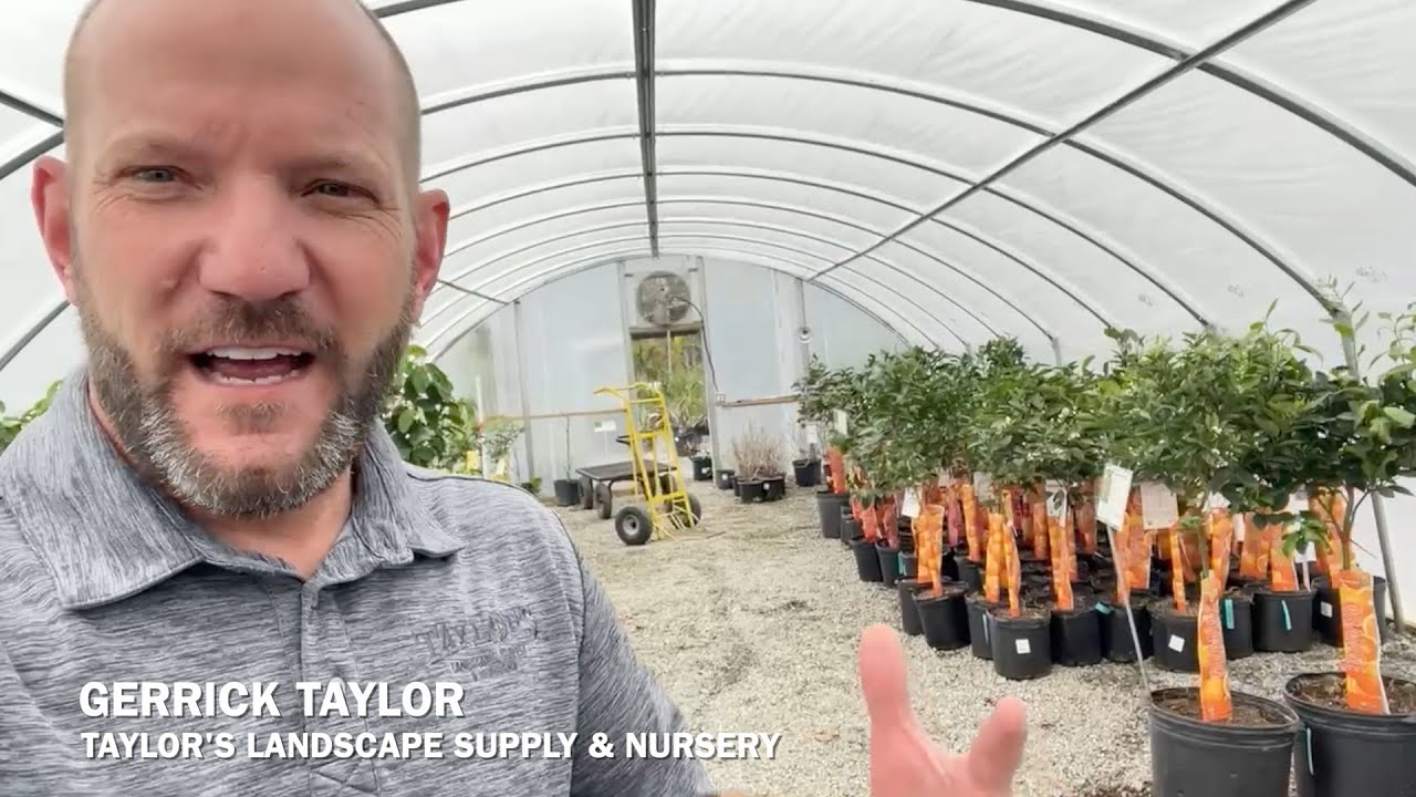 Taylor's Landscape Supply & Nursery Massive Citrus Trees and Palms