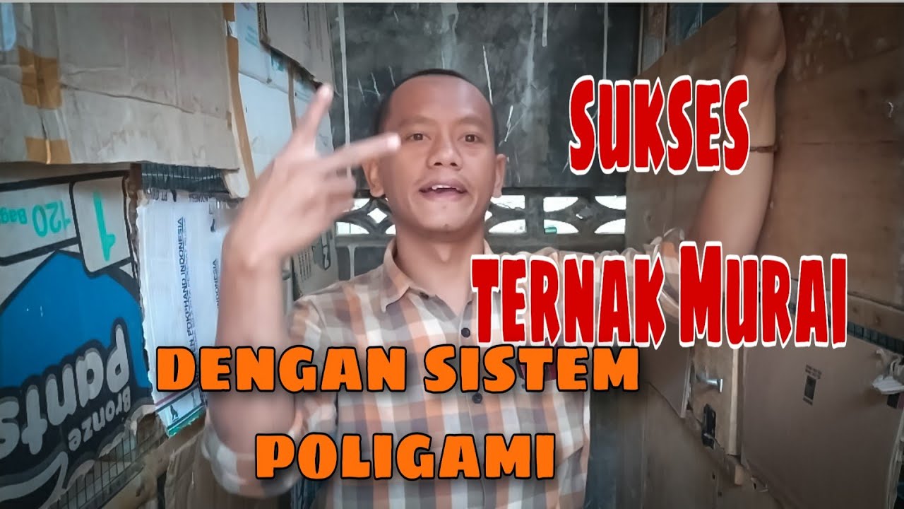 Ternak murai Batu sukses,1 pasang jadi 30ekor 