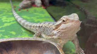 This Bearded Dragon has a Staring Contest with me