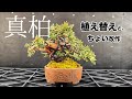 真柏を植え替えついでにちょっと弄ったら良い感じになった