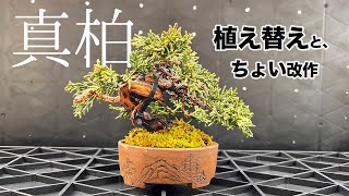 真柏を植え替えついでにちょっと弄ったら良い感じになった