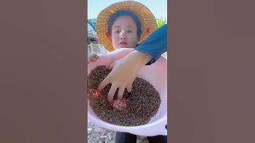 Đố ai biết cây này là cây gì? #shorts #dibi