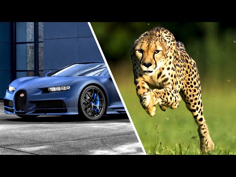 Cheetah vs BUGATTI Chiron