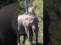 Capture de la vidéo The Leopard King #Animals #World #Documentary #Elaphant #Lion #New #Amazing