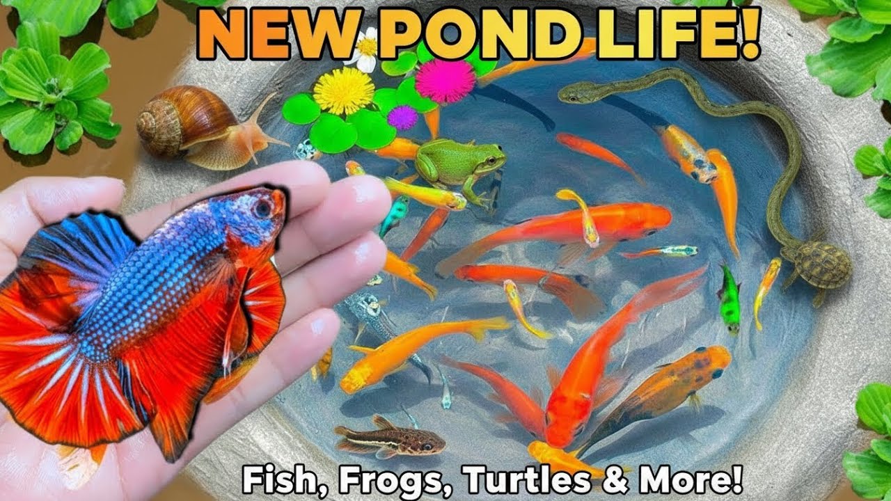 Catching Big Catfish Baby, Turtle, Frog , Crab and Snail in this Small Pond 