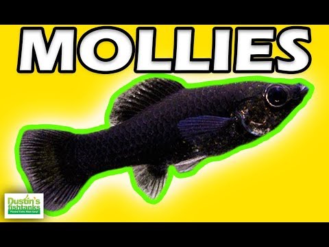 How to Keep Mollies: Beginner Aquarium Fish, Species Sunday
