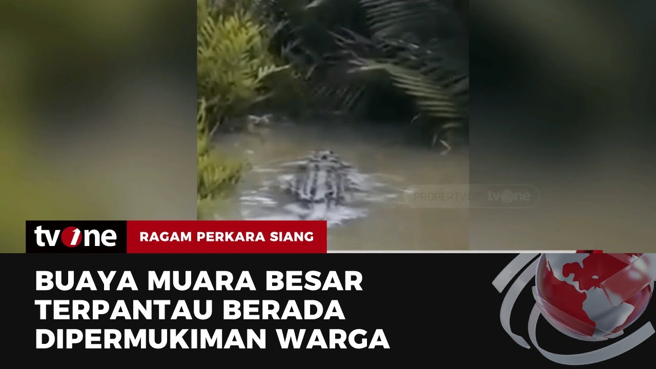 Buaya Besar Berkeliaran di Sungai Kota Medan Buat Was-was Warga | Ragam Perkara Siang tvOne