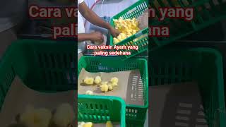 cara vaksin ayam broiler  yang simpel dan sederhana