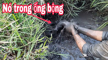Bắt cá rô, cá lóc ở ruộng lúa chín thấy mê| Catch perch and snakehead fish in the field