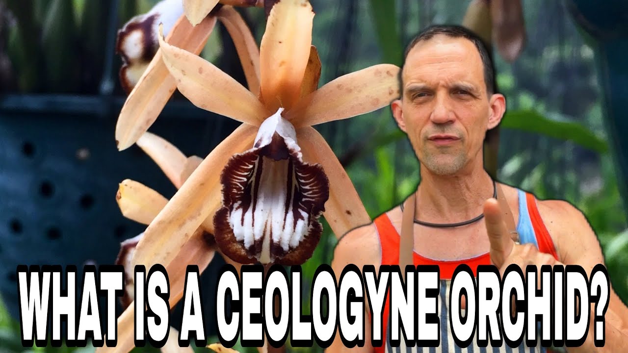 How to Identify Ceologyne Orchids | A Comprehensive Guide