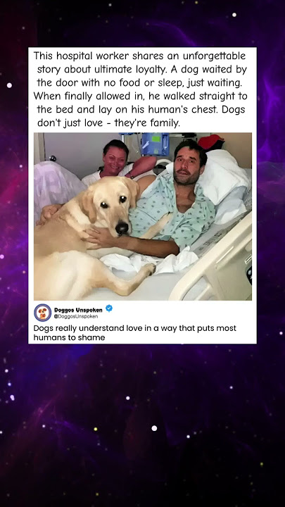 Dog Waits Outside Hospital for Days What Happens Next Will Make You Cry" - YouTube