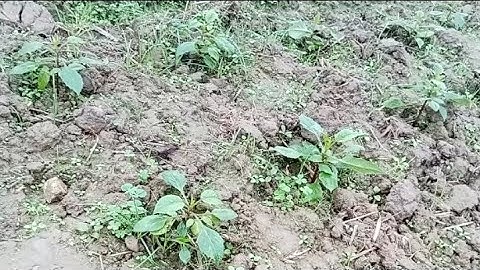 Khi Nào Thì Cắt Ngọn Hoa Thược Dược Đỏ Cờ Để Cho Nở Hoa Vào Dịp Tết 