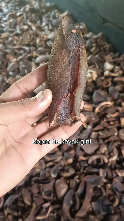 Kopra daging kelapa kering #kelapa
