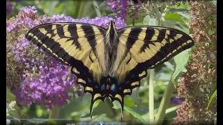 Shaun Films a Western Tiger Swallowtail LOrquins Admiral and Painted Lady Duncan Vancouver Island