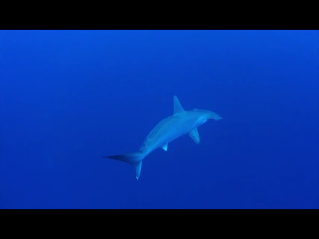 西崎（いりざき）hammerhead shark
