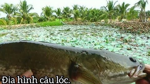 Câu cá lóc , Một Ngày Chinh Phục Hồ Sen | lên cá luôn tục.fishing | Tập 1