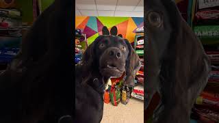 Lucas County Canine Care & Control launches dog food pantry