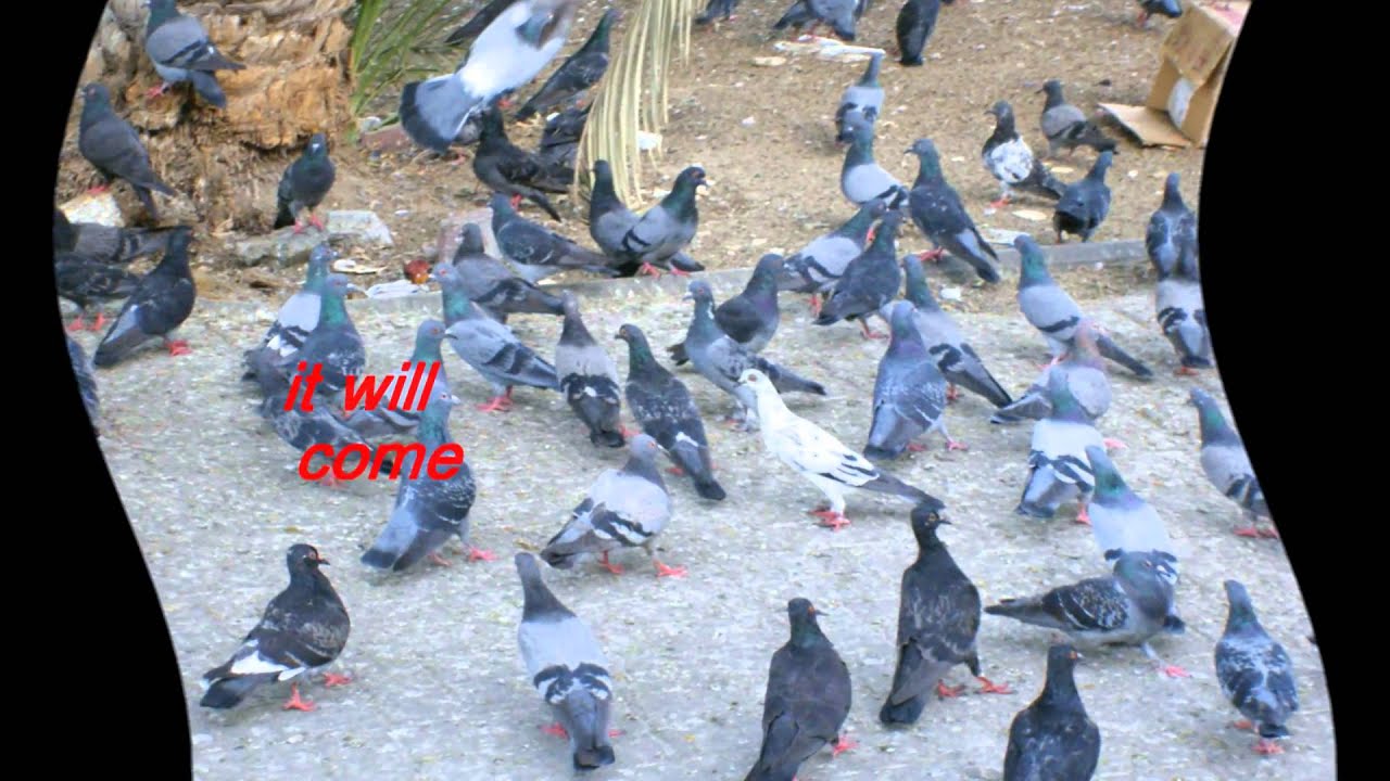 dont touch my birdie by"''parokya ni edgar dont touch my birdie by"''parokya ni edgar