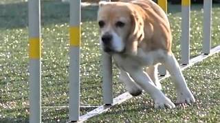 DogFriends Czech AGILITY Qualification 2016 SLOW MOTION MOVIE by DogSports.cz