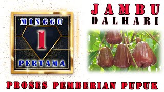 CARA PEMUPUKAN JAMBU DALHARI 2022 || MINGGU PERTAMA #JAMBU DALHARI #JAMBU #JAMBUAIR #JAMBUAIRDALHARI