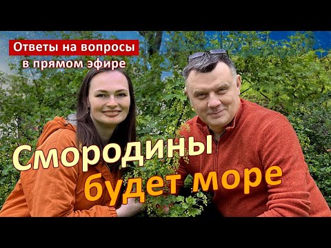 видео: Зачем вам СМОРОДИНА?