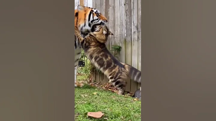 Video 11371821: cat fight maine coon, maine coon cat tiger, maine coon kitten tiger, cat fight animals