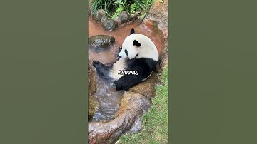 The Surprisingly Dumb Panda: One of the World