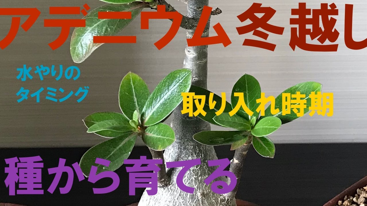 砂漠の薔薇という植物 アデニウム をマンションのベランダで育てるコツ 髪質性格診断と世界大会や美容師歴２０年の経験と研究