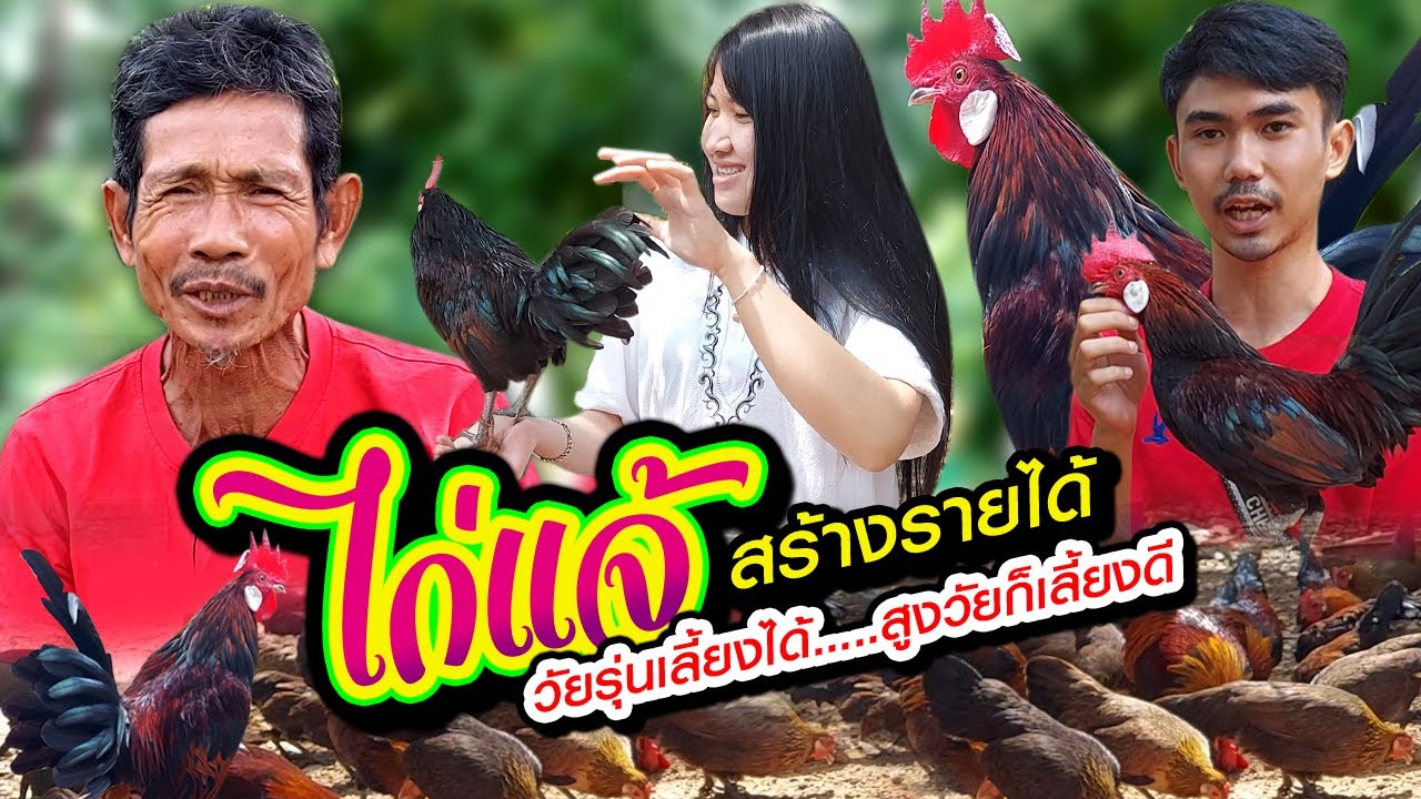 เลี้ยงไก่แจ้ สร้างรายได้ วัยรุ่นเลี้ยงได้ สูงวัยก็เลี้ยงดี มีเงินใช้