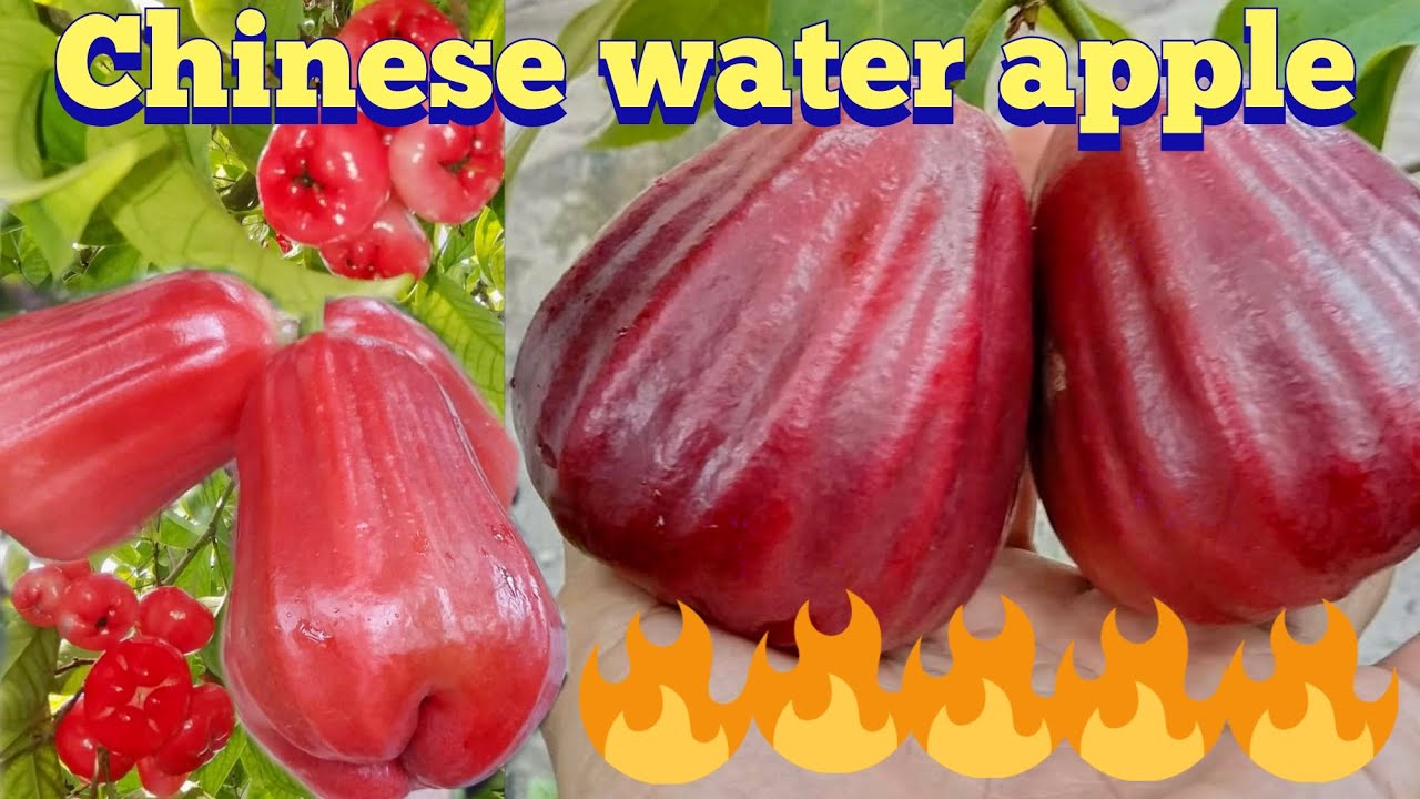 Chinese water apple dikhta kaisa hai aur hota kaisa hai is video ko