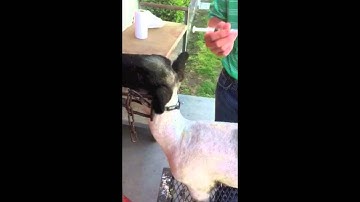 Injection Techniques for Sheep