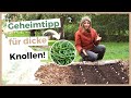 KNOBLAUCH PFLANZEN UND ANBAUEN: 8 Tipps für eine große Ernte!