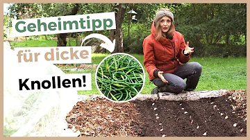 Wie zieht man Knoblauch im Garten?