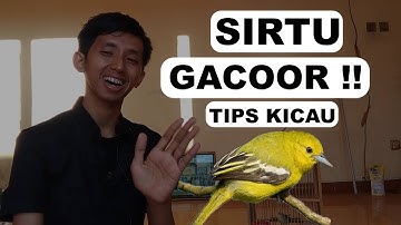 Tips Membuat Burung Sirtu Gacor Seperti di Hutan Los DoL Suara Kristal dan Keras Mantap !!